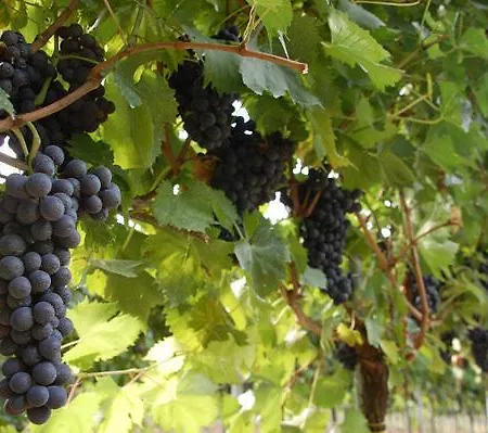 Il Tramonto Bed & Breakfast *